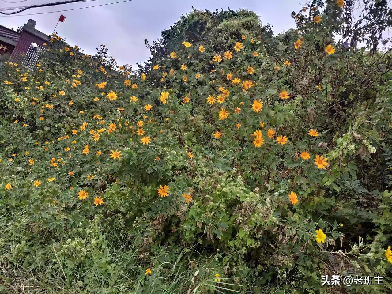 大雪节气醒我大雪飞 山花争开紧相随 滨海依然春如旧 北国瑞雪却相催 2o19 12 7 邱玉平 懂车帝