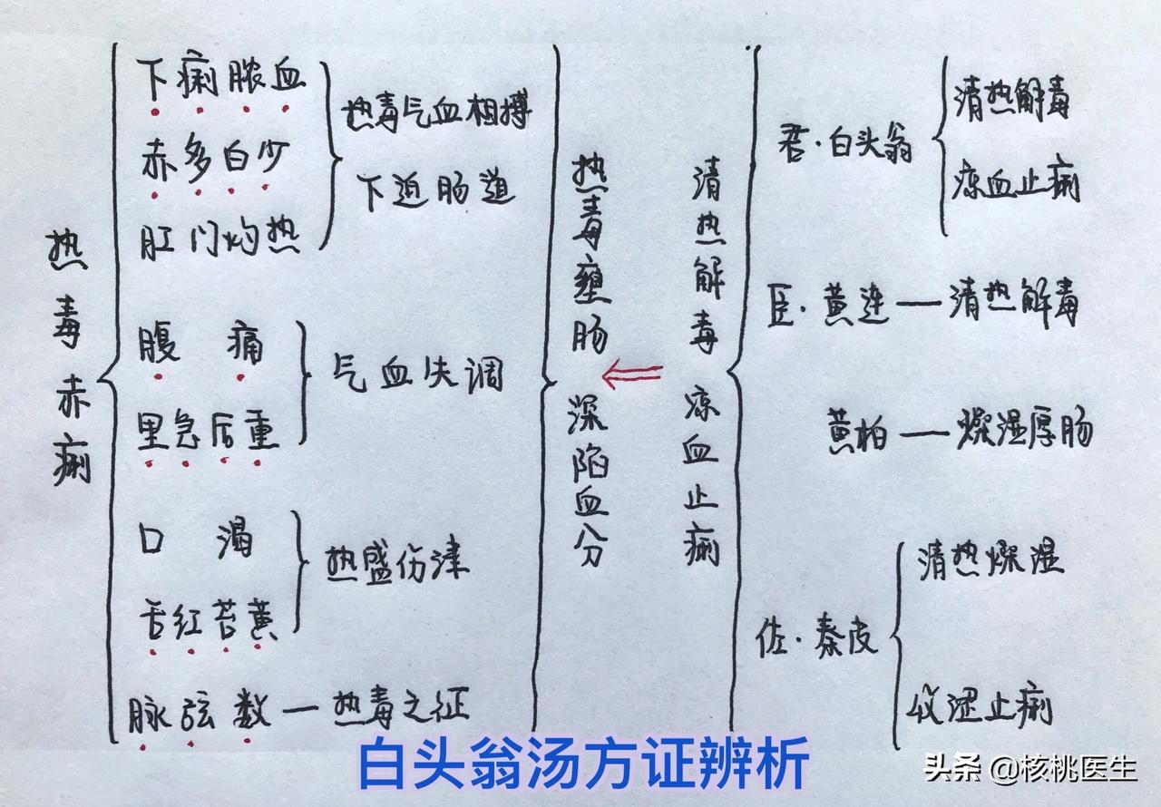 【白头翁汤治湿热化脓型溃疡性结肠炎 白头翁汤源于张仲景《伤寒论