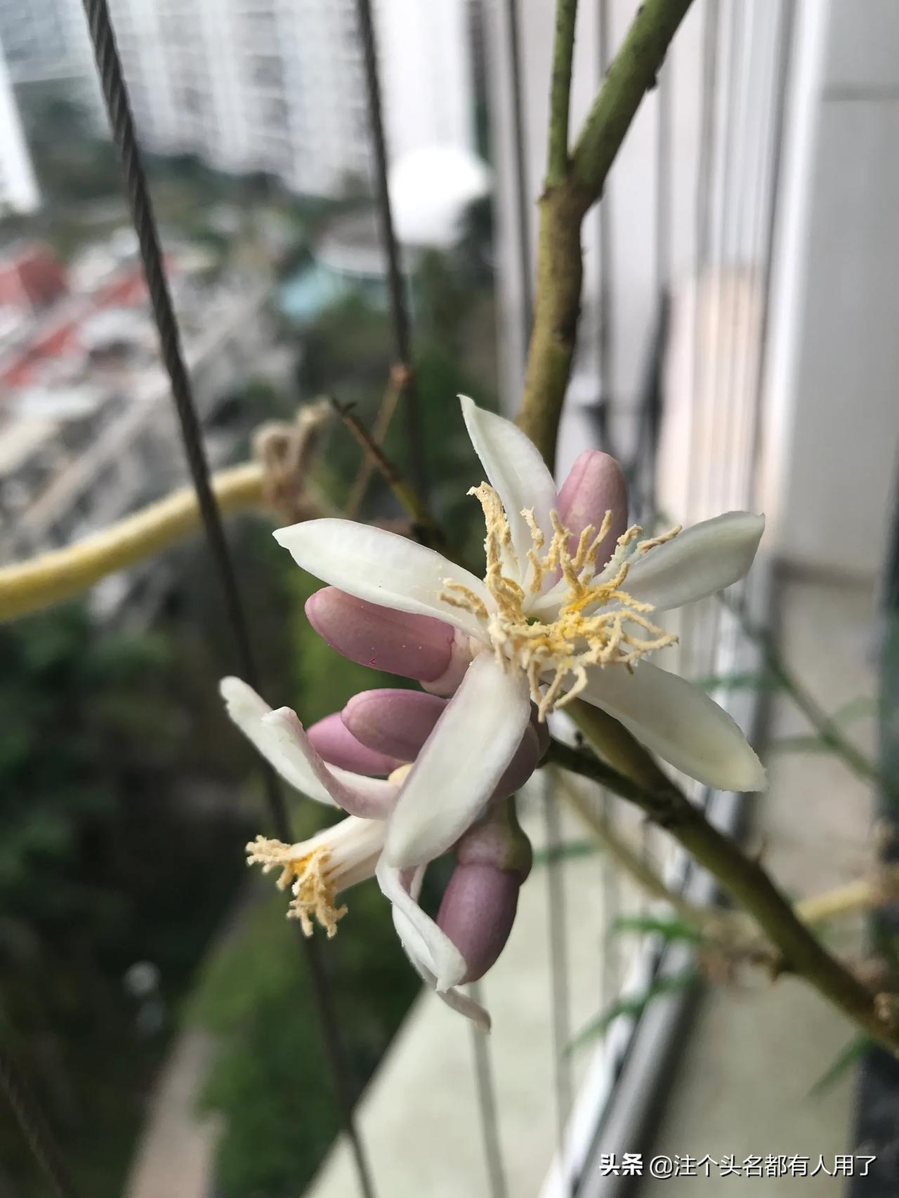 又是春来百花开近海楼台闻香来鸟语啾啾人行少丝丝细雨随风飘 懂车帝