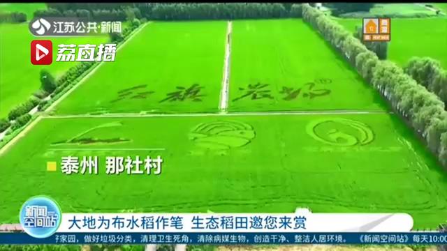 水稻■大地为布水稻作笔！江苏这些地方的生态稻田邀您来赏