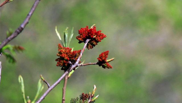 花语|黄鹂芽的花语是什么？黄鹂芽的花长什么样？