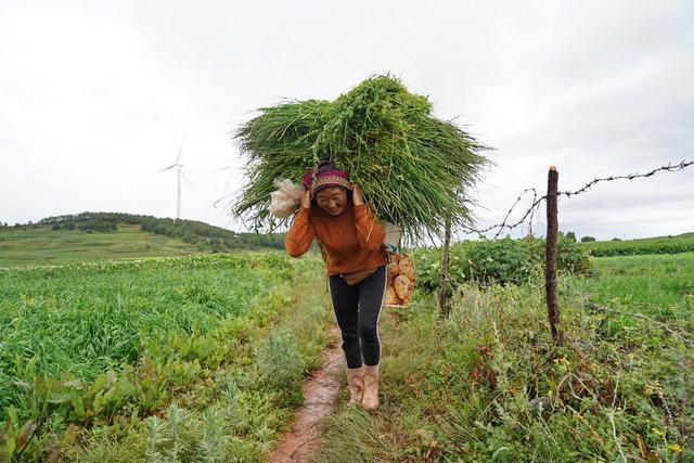 云南剑川东山:漫山遍野洋芋花开,背草农民最风景,这里盛产优质肉牛