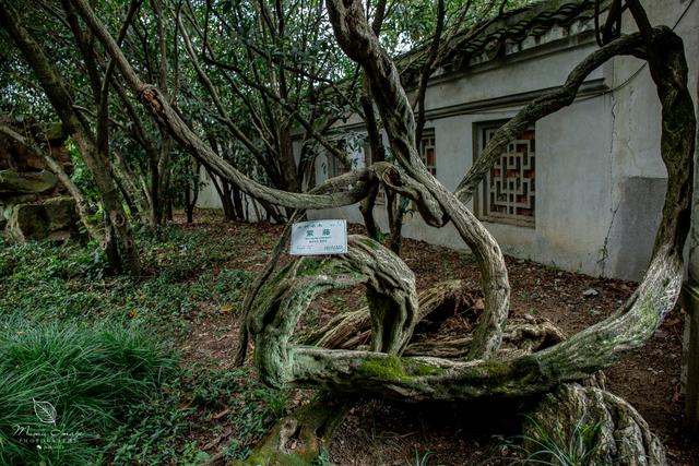 【无锡】百年梅园，无锡人对其有着深厚的情感，万株百合花丛中笑