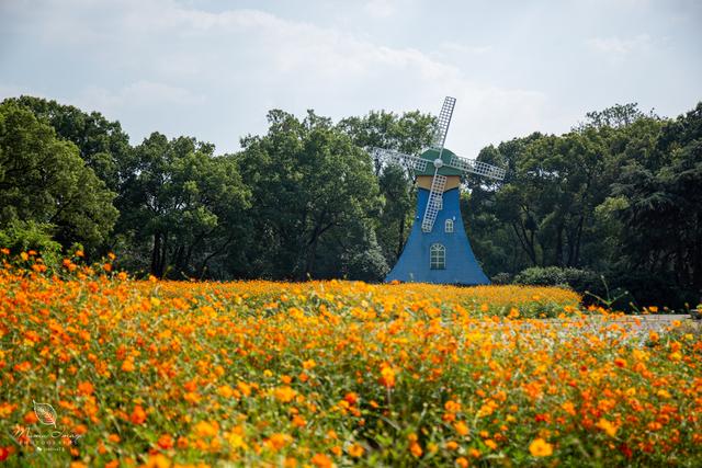 【无锡】百年梅园，无锡人对其有着深厚的情感，万株百合花丛中笑