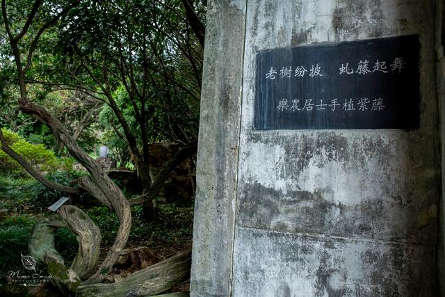 【无锡】百年梅园，无锡人对其有着深厚的情感，万株百合花丛中笑