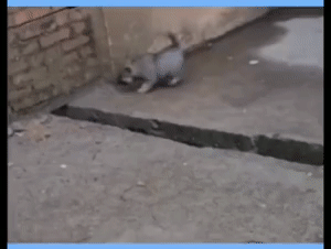 |FnkBͷUڡAMڦNӥX|F-26ӷdgif