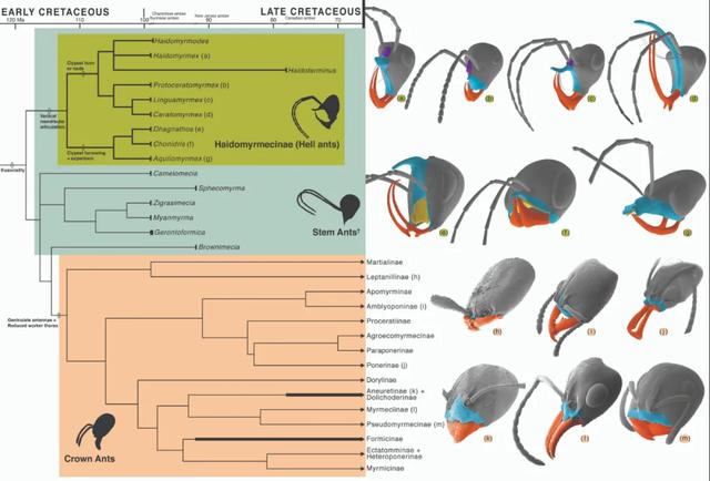蚂蚁■重磅发布！一亿年前的蚂蚁长这样！