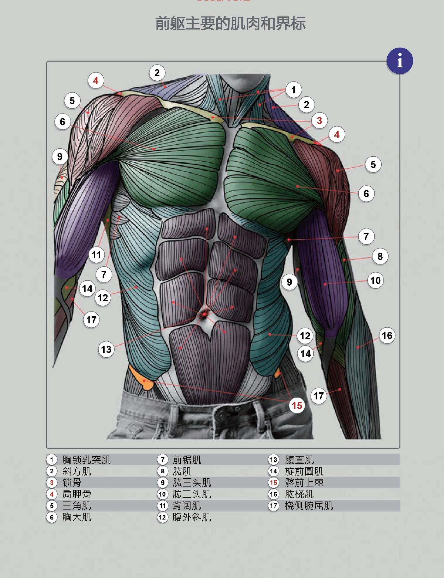 素描半身像躯干肌肉图解析必考要点汇总