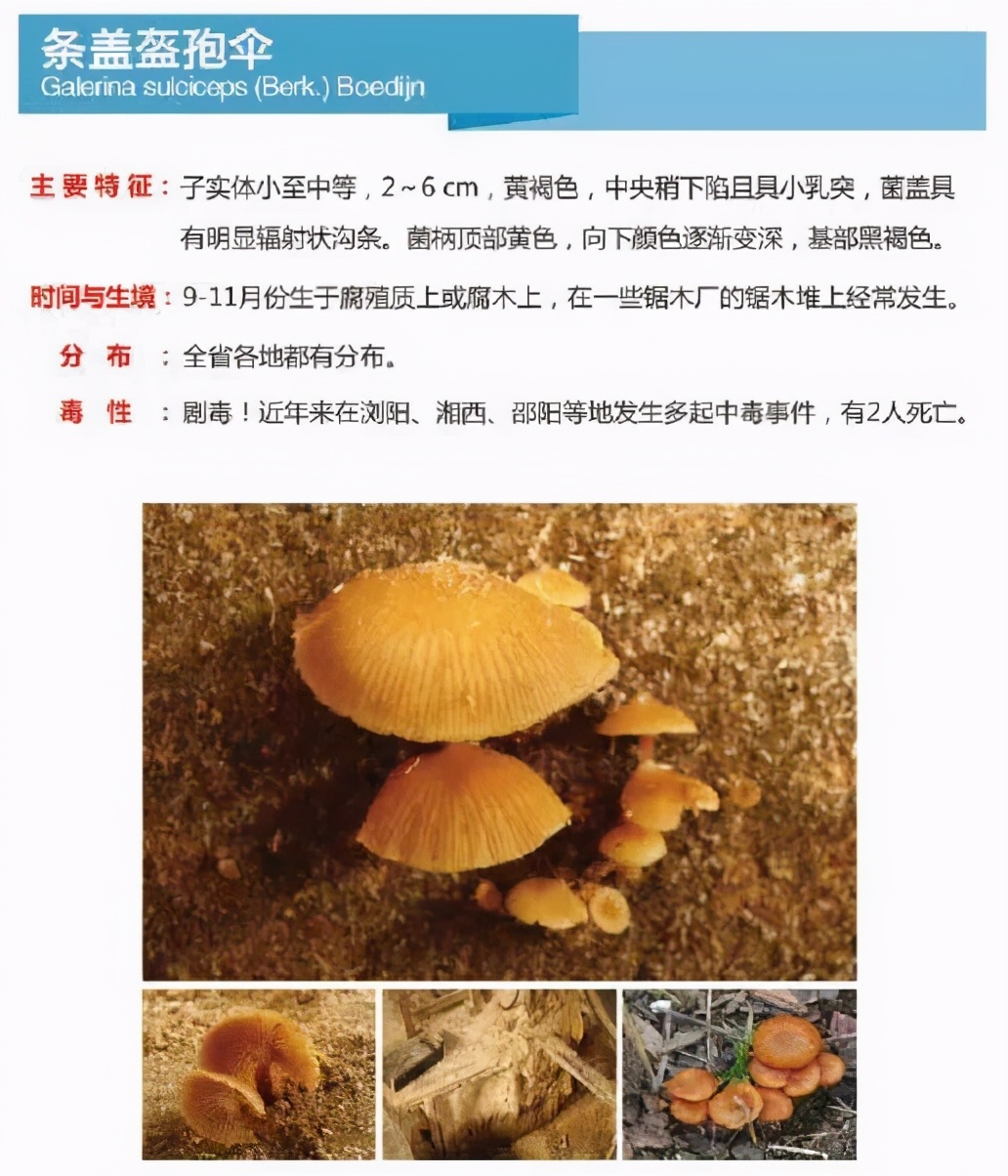 又到暴发季！湘潭人警惕，这东西碰不得（附有奖答题）