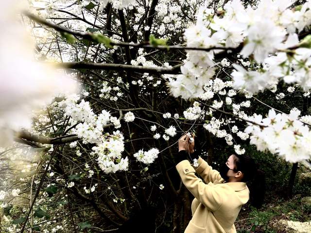 雪峰山里赏樱花 环游号