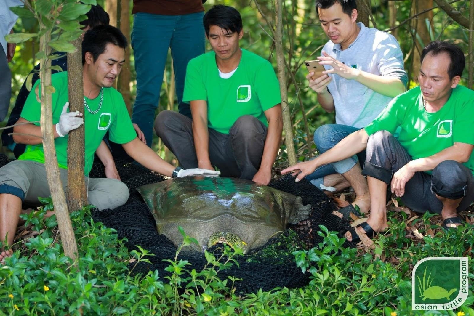 斑鳖最后的希望 越南发现已知的唯一一只雌性斑鳖