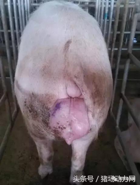 猪小妹教你解决母猪阴户水肿产程过长产后不食流脓反复高烧等问题