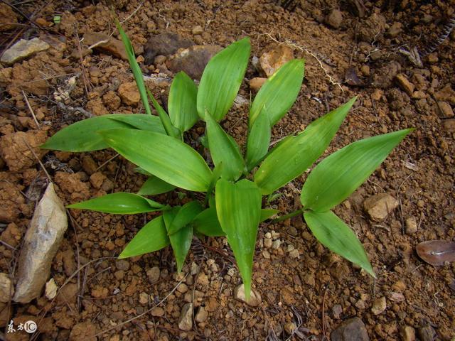带下过多,恶臭难闻者加黄柏10克,白土茯苓15克;伴有输卵管粘连,不孕者