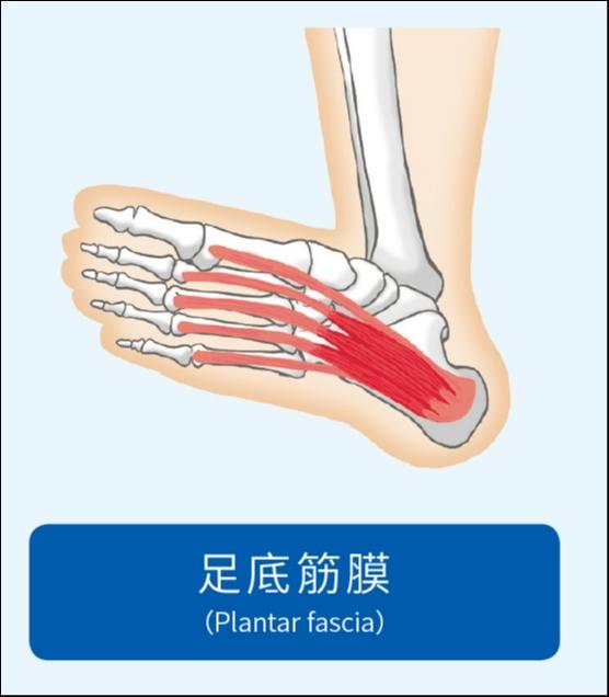 解酸止痛 筋膜伸展解剖书 消除腿部与足底疲劳 运动头条