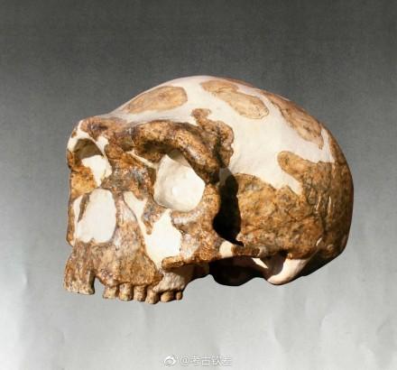 人类进化历史上不同时期的头骨