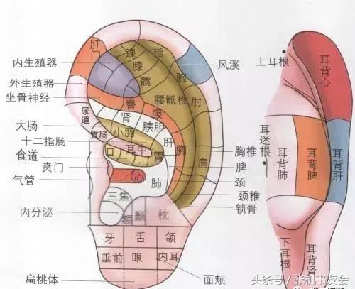 最全耳診及耳穴詳解(收藏版)乾貨實用