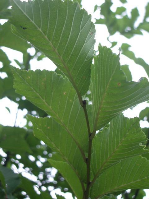 摘录《中药大辞典》⑧治诸积冷气:芜荑一两(炒),大茴香,木香各五钱.