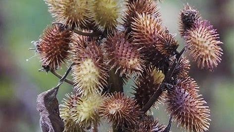 治疗小鸡感冒,鼻炎,鼻窦炎最省钱的办法,您了解过"苍耳子"?