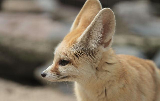 物种百科耳廓狐