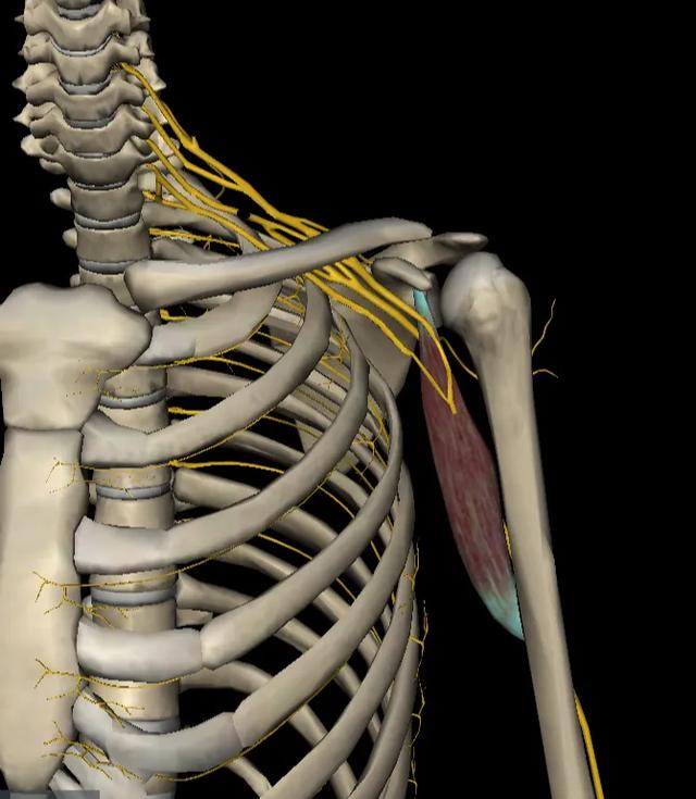 运动解剖学喙肱肌肱二头肌四