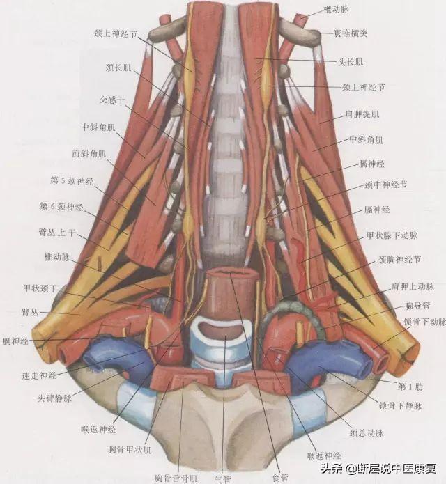 目前最完整的颈部解剖图谱肌肉血管神经全都有