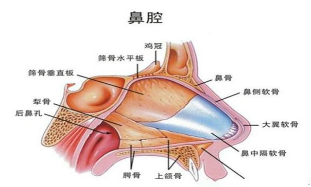 前庭大腺炎位置图解图片