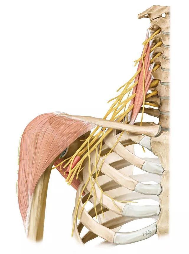 斜角肌位置 解剖图图片