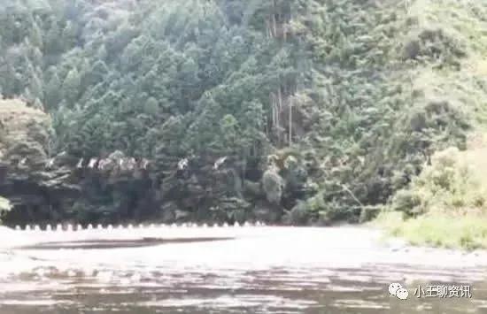 野生猴子走钢丝过河 日本动物园70只猴子集体出逃
