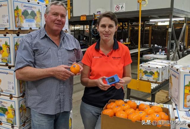 澳大利亚昆士兰出口的优质茂谷柑，50% 销到中国！