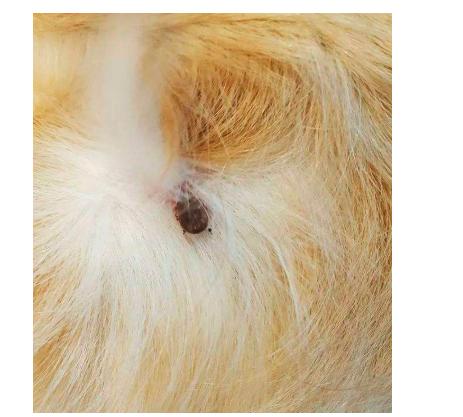 广告|狗狗身上一直有蜱虫，用福来恩驱虫药帮你快速解决