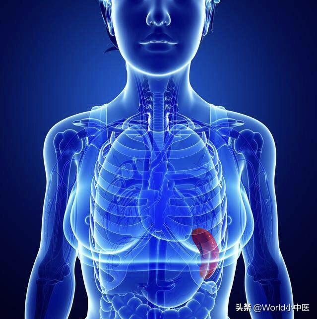 用传统医学揭开"内脏"之间的秘密(三)——脾