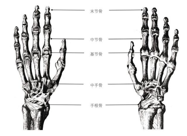 男性角色身体结构头身比例到底该怎么画先从理解肌肉开始