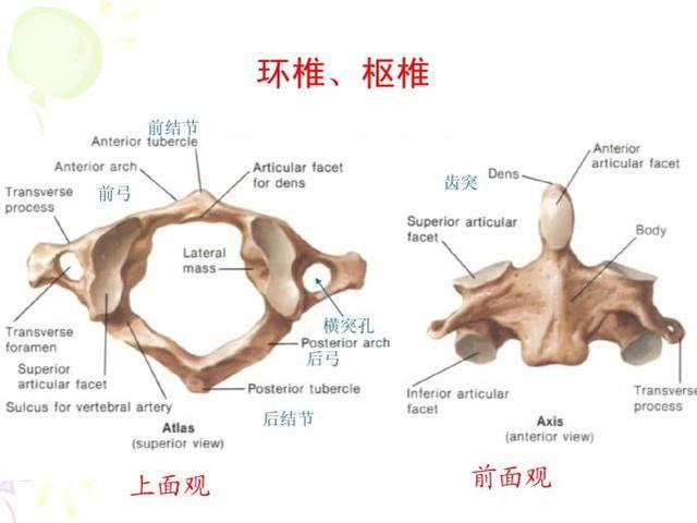 原来颈椎各部位还有这种叫法并且这个位置病症最多