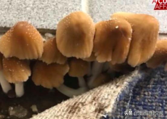 悉尼女入住公屋简直噩梦不断！地毯下长满蘑菇，到处是霉菌！