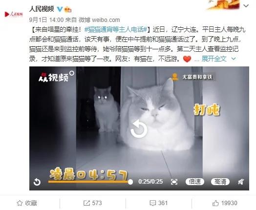 望穿屏幕！猫猫通宵等主人电话 狗妈妈冲入洪水救小狗