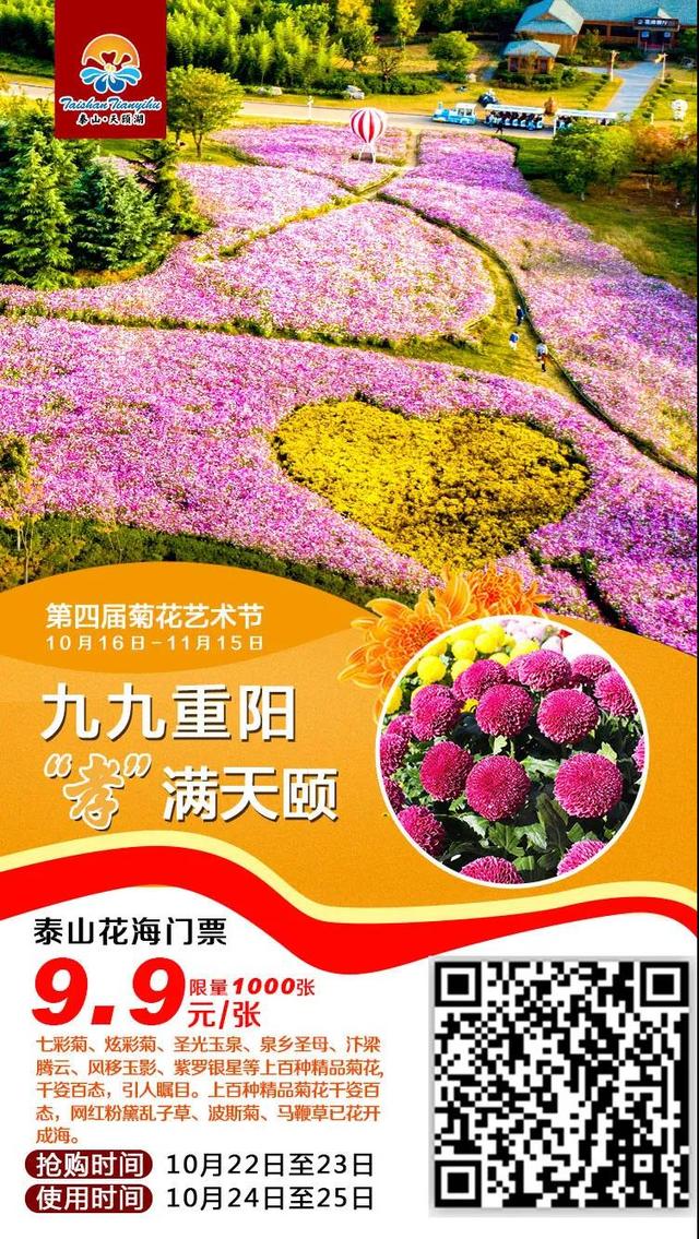 重阳节带着父母去赏菊泰山花海景区限时特价门票9 9元 张 山东各地 时政 中华泰山网