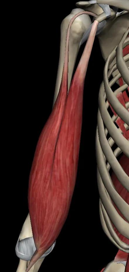 运动解剖学喙肱肌肱二头肌四