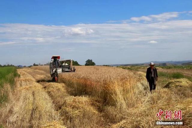 官方回应秋粮生产：粮食丰收关键看秋粮 我国粮价稳中有涨