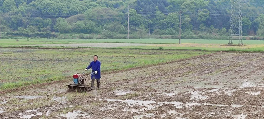 “九个迅速”硬措施​，湘潭市再次掀起早稻生产新高潮！