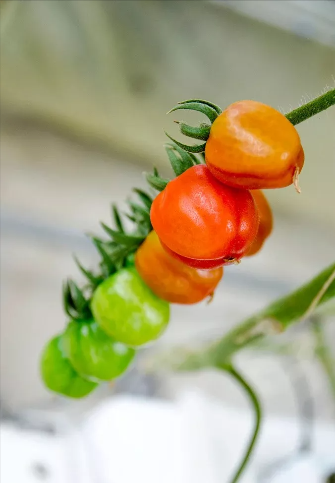 真没想到 台湾竟然也有这样高端的智能温室 蔬菜新闻 菜吧 阳台种菜 Caiba Org 菜吧 Caiba Org