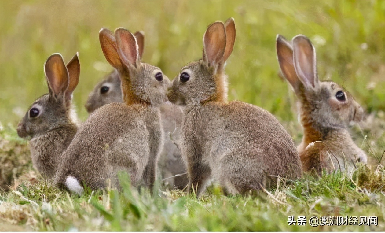 人兔战争持续150年，澳大利亚完败，100亿只兔子真吃不完啊