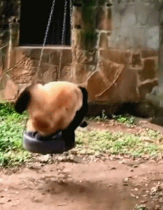 搞笑GIF图片：一个没有天敌却硬生生把自己玩成珍惜动物的品种