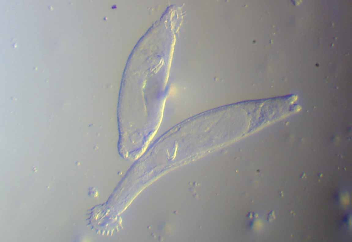 说一说"辈份"上既是"三代同体",性别上又雌雄同身的鱼类三代虫:认识病