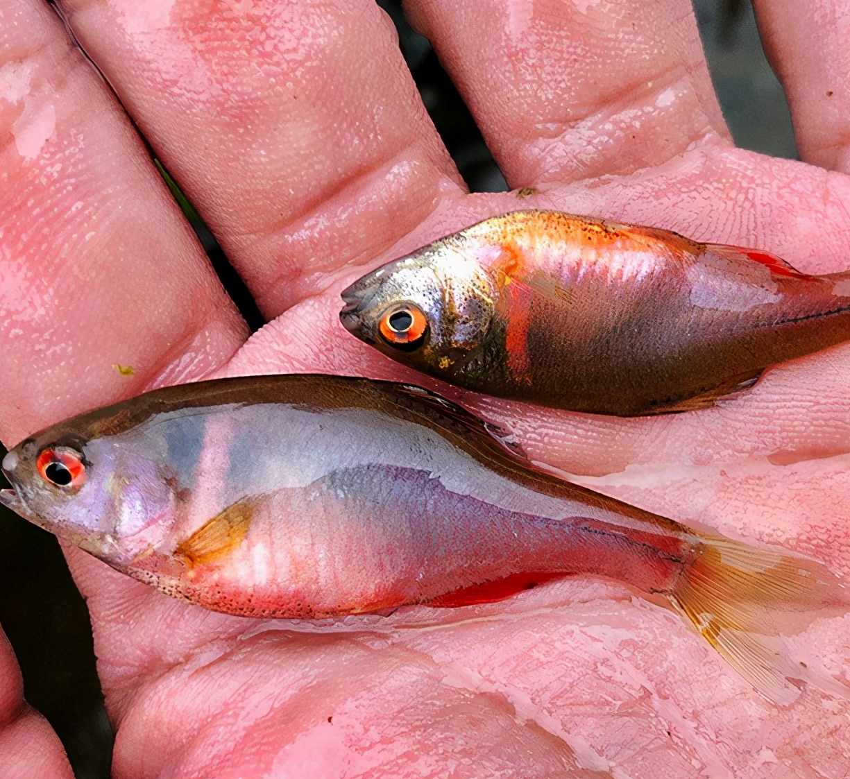 鳑鲏中国原生观赏鱼新宠