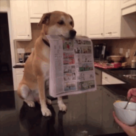 爆笑动图GIF：世界上最可怕的秋千