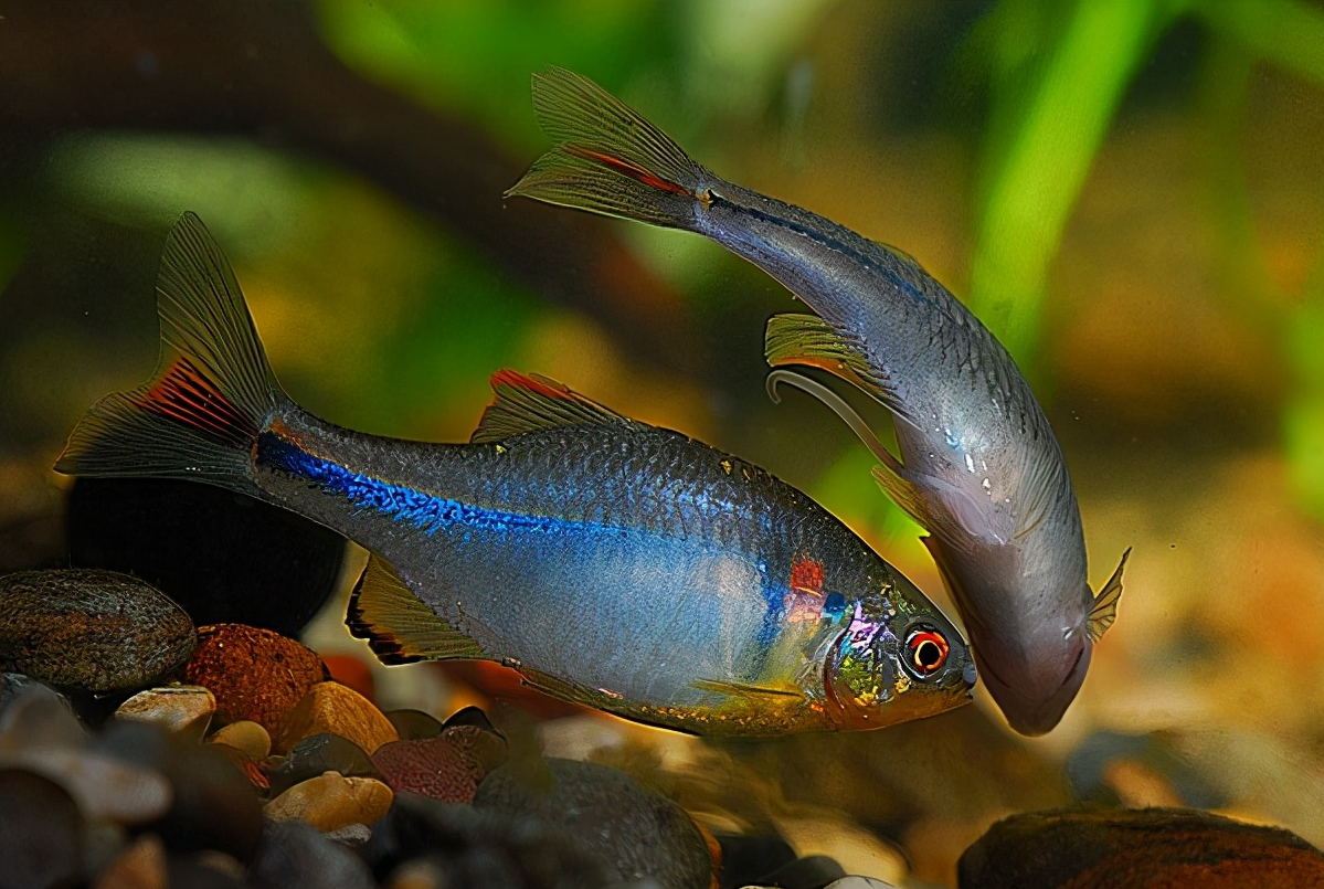 彩石鳑鲏,中华鳑鲏(南方种)彩石鳑鲏,雌性有产卵管4,方氏鰟鮍体型小