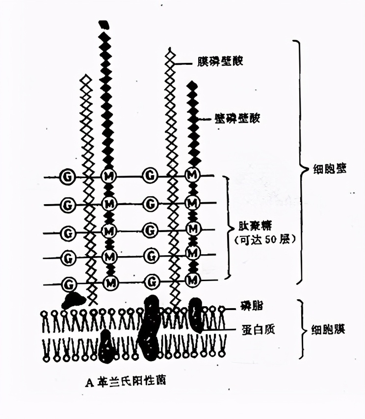 革兰氏阳性菌