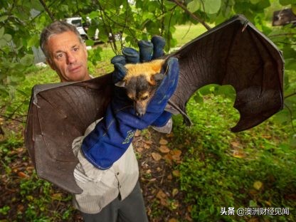 注意！昆州卫生厅警告民众远离蝙蝠，以免感染病毒