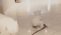 搞笑动图GIF：这，灵魂都被踹出窍了！