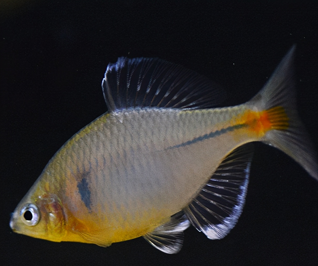 鳑鲏中国原生观赏鱼新宠